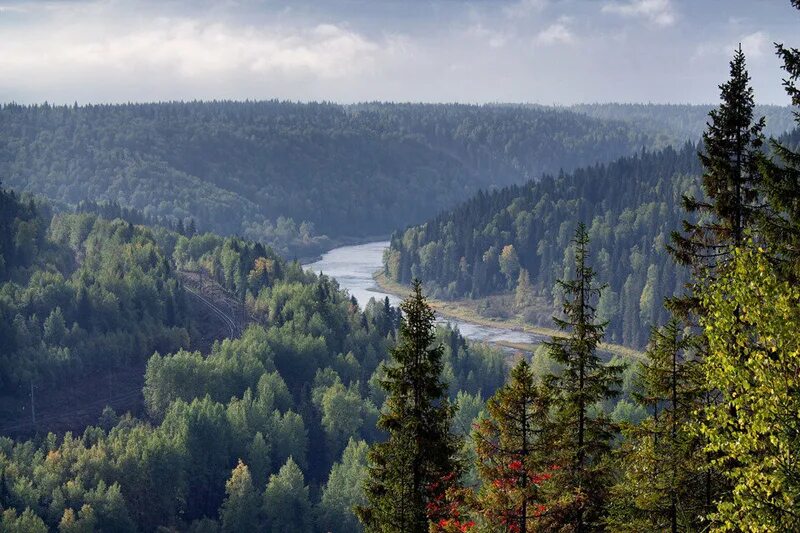 Утренний лес. Фотограф Соколова Елена