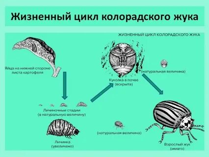 Жизненный цикл популяций