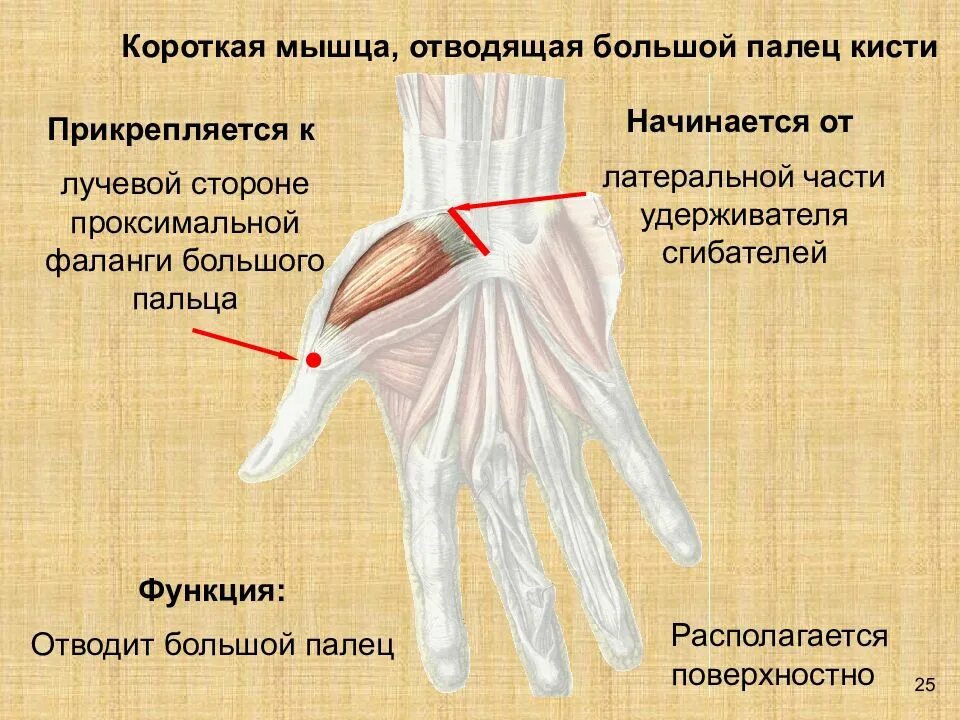 Функция большого пальца руки