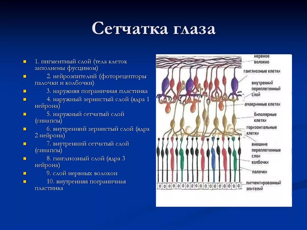 Колбочки глаза какая оболочка. Послойное строение сетчатки. Внутренний сетчатый слой сетчатки глаза образован:. Сетчатка глаза строение и функции. Функции слоев сетчатки глаза.