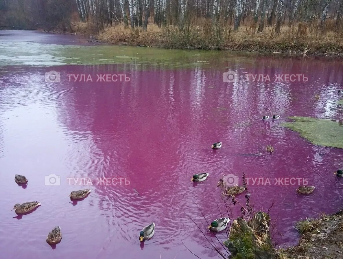 Водоем который окрашивается в нежно розовый цвет. Пруды в Грецово Тула. Ясная Поляна средний пруд с купальней. Грецово Киреевский район водоемы.