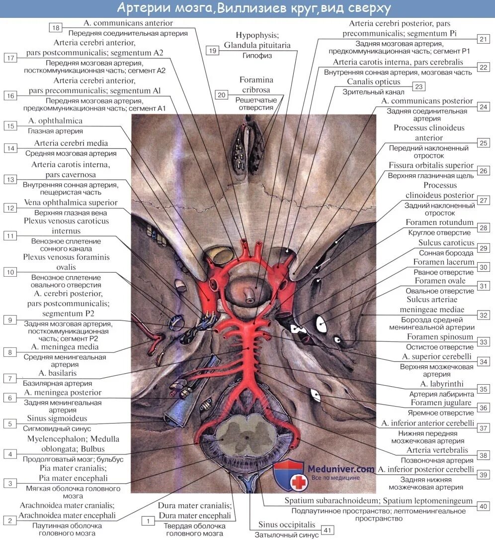 Артерии основания мозга. Нервы твердой мозговой оболочки. Артерии мозга Виллизиев круг. Виллизиев круг в головном мозге анатомия. Круг Виллизиев анатомия кровоснабжение головного.