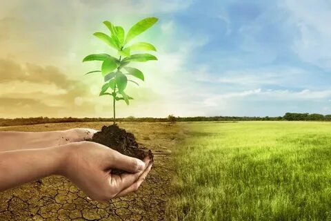 Plant impact