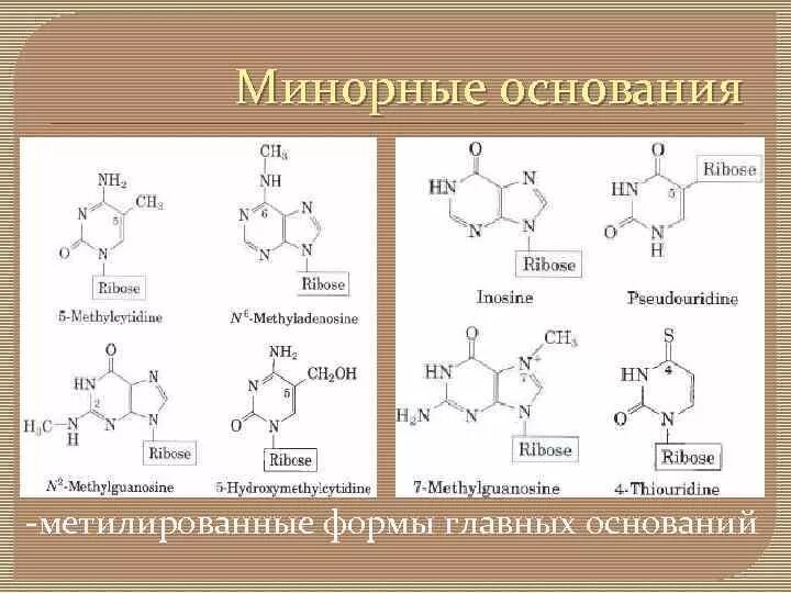 Минорные пуриновые нуклеотиды. Минорные пуриновые основания. Минорные азотистые основания ДНК. Строение минорных оснований.