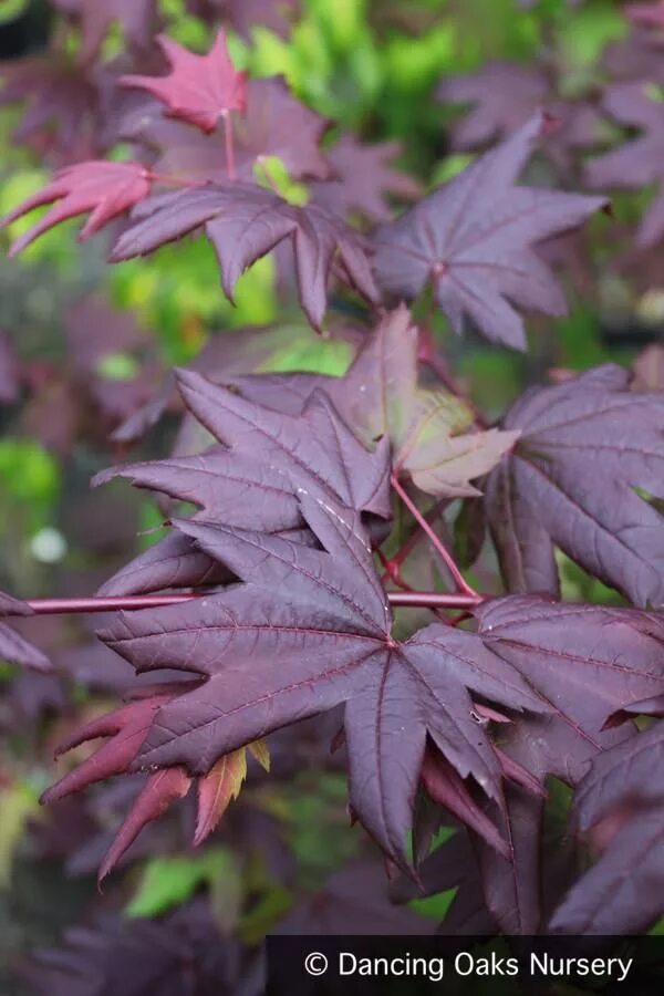 Куст с фиолетовыми листьями. Клен фиолетовый остролистный. acer circinatum burgundy jewel. клен с бордовыми листьями. клен фиолетовый призрак.