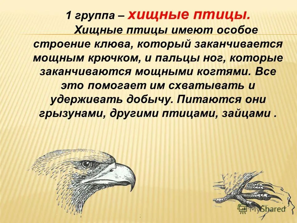 Голова птицы имеет. Клюв насекомоядных птиц. Строение клюва хищных птиц. Дневные Хищные птицы клюв. Дневные хищники птицы строение.