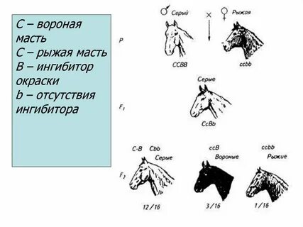 У лошадей действие генов вороной