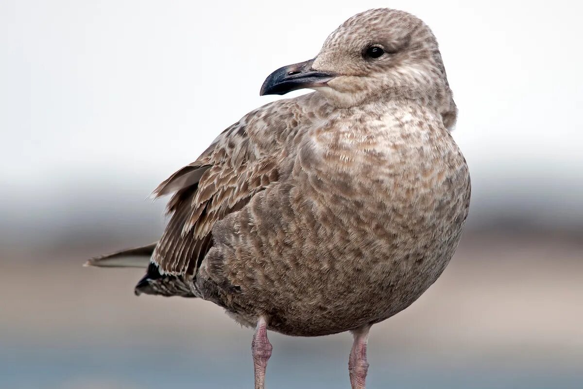 Free Images : sea, nature, animal, seabird, wildlife, beak, feather, fauna, poul