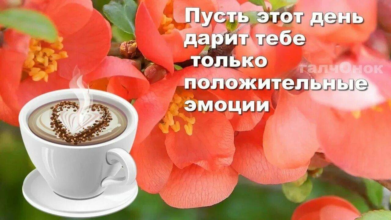 Доброе утро положительных эмоций. Хорошего дня и отличного настроения. плодотворного дня и хорошего настроения. доброе утро хорошего настроения. здоровья бодрости и хорошего настроения.