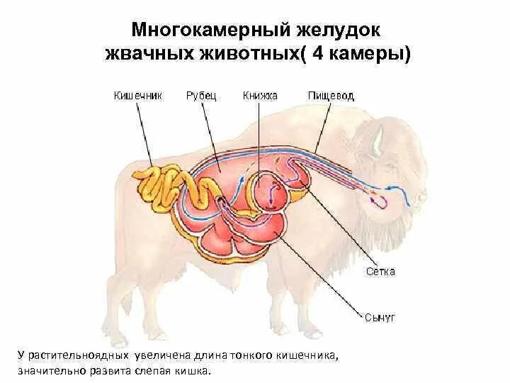 Строение многокамерного желудка КРС. Строение многокамерного желудка жвачных. Строение многокамерного желудка у животных. Строение и топография многокамерного желудка жвачных животных.. Строение желудков животных