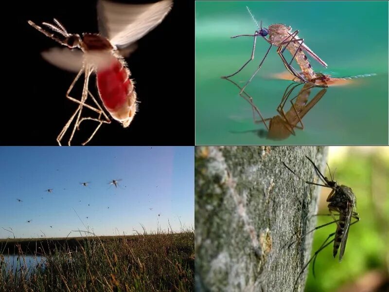 Комары к чему снятся в большом количестве. Комар. Комары на природе. Кровососущие комары самцы. Самец комара.