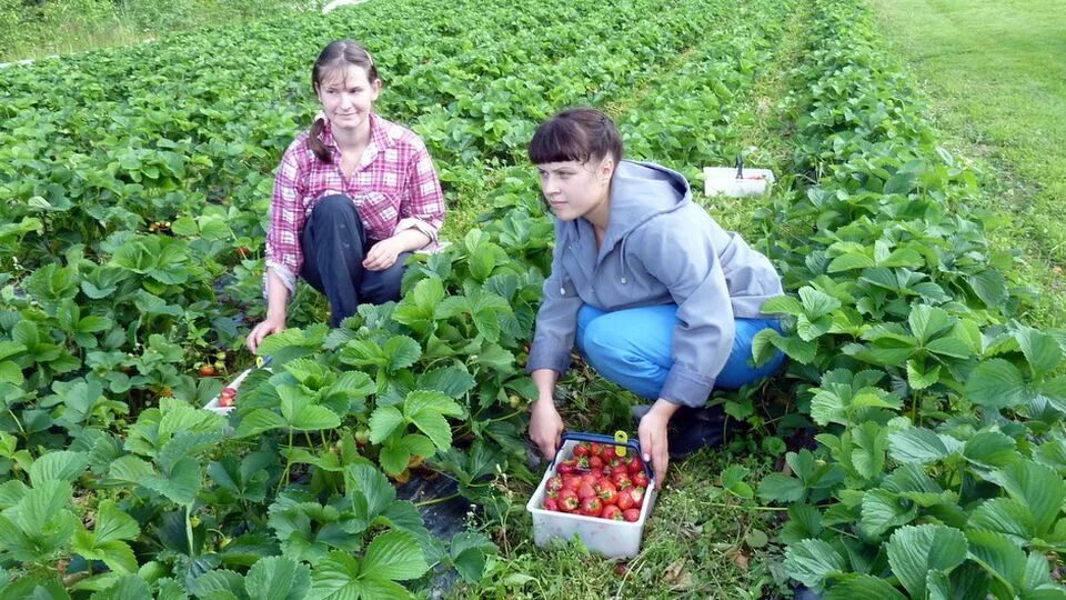 Сезонные работы человека. Сбор клубники. Поле клубники. Плантация клубники. Клубнику собирать.