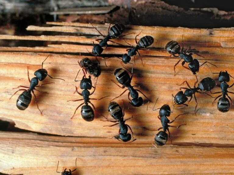 От черных муравьев в доме. Красногрудый муравей-древоточец. Чёрный муравей-древоточец. Муравей-древоточец пенсильванский. Питание древоточец муравей.
