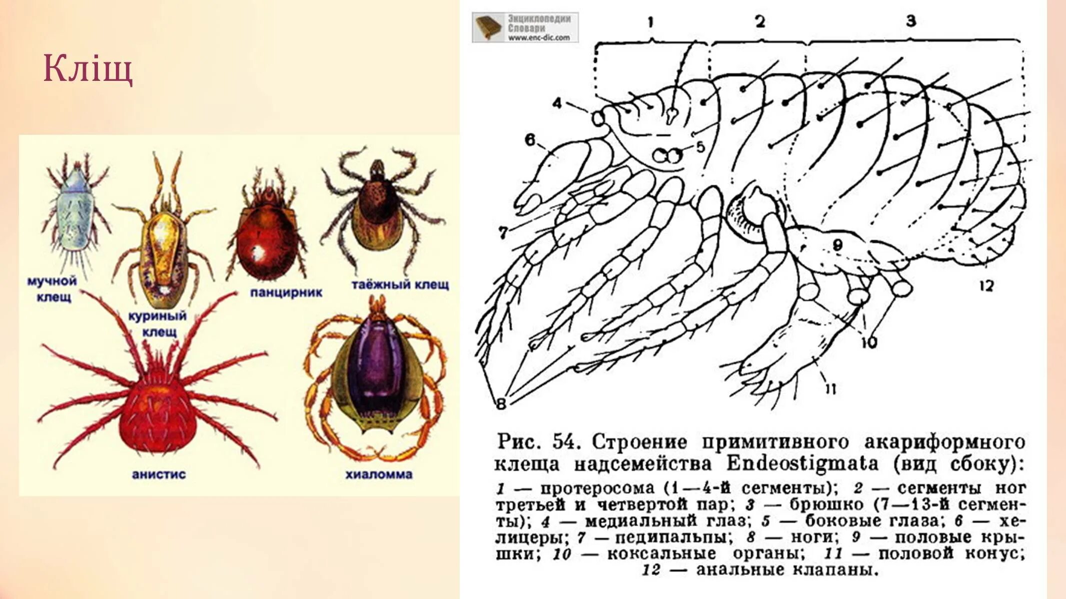 Следующее строение. Строение иксодового клеща рисунок. Внутреннее строение иксодового клеща. Таежный клещ строение. Внешнее строение таежного клеща.