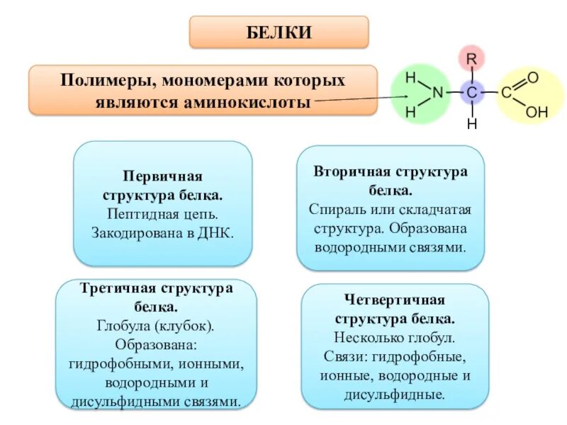 Мономеры простых белков. Белки и аминокислоты структура и функции. Строение мономера белковой структуры.. Структура мономера белка. Белки это полимеры мономерами которых являются.