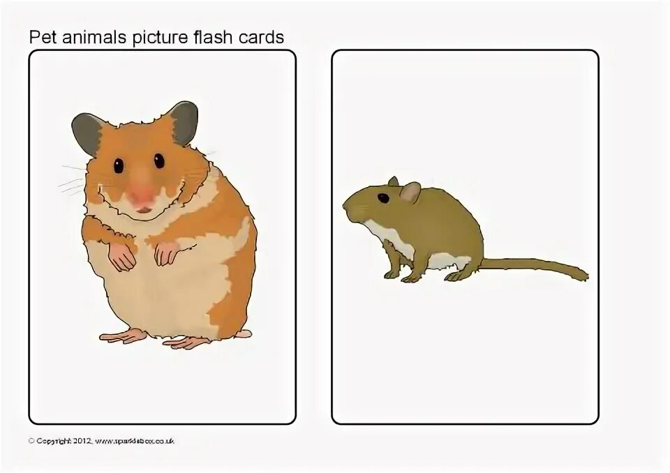 Hamster card. Hamster flashcards. hamster flashcards for kids. pets cards. pet animals flashcards for kids.