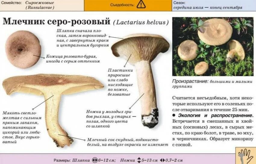 Определите тип питания рыжик настоящий береза белая. Рыжики грибы фото и описание съедобные и несъедобные. рыжики грибы ложные. рыжик это съедобный гриб или ядовитый. млечник волнушка гриб.