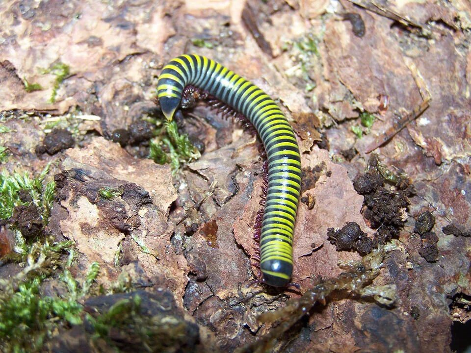 Кивсяк Anadenobolus monilicornis. Мадагаскарский кивсяк. Кивсяк песчаный. Кивсяк Крымский. Кивсяк это