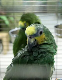 Попугай венесуэльский амазон