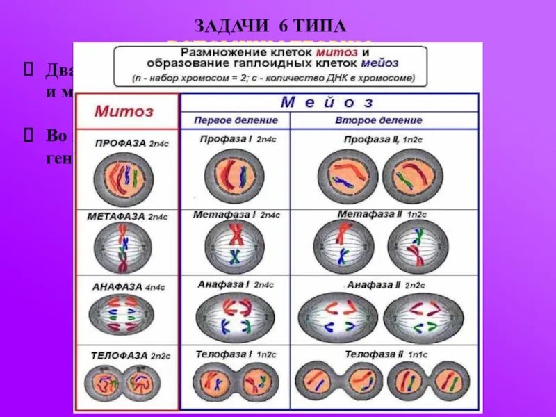 Фазы митоза хромосомный набор. Деление клетки митоз и мейоз таблица. Митоз фазы и набор. Генетический набор профазы митоза.