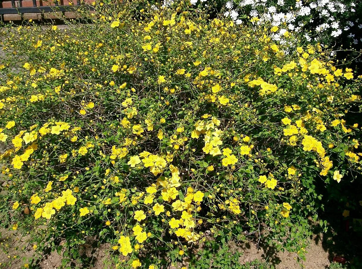 Как называется куст с желтыми цветами. Японская керрия кустарник.