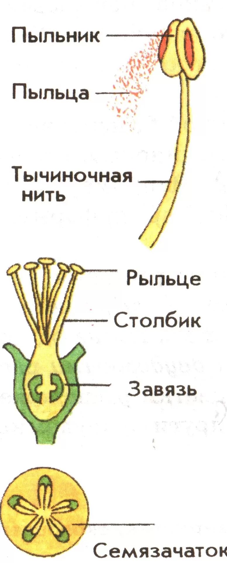 Пестик и тычинка