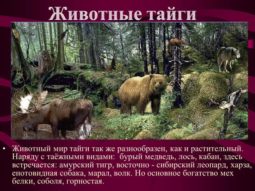Типичные обитатели тайги. Природная зона Тайга животный мир. Животный мир таежной зоны. Животный мир тайги в России. Обитатели зоны тайги.