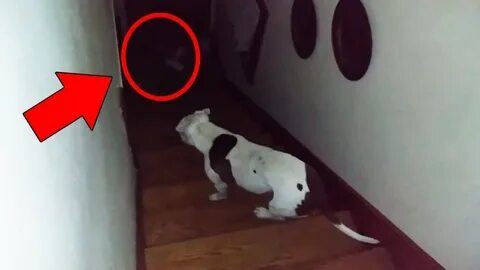 Кот призрак видео