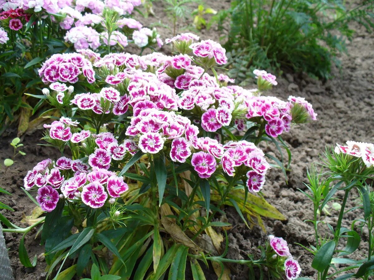 Гвоздика бородатая - Dianthus barbatus. Гвоздика турецкая (бородатая). Гвоздика турецкая Диабунда. Гвоздика Барбатус махровая. Турецкая гвоздика в грунт