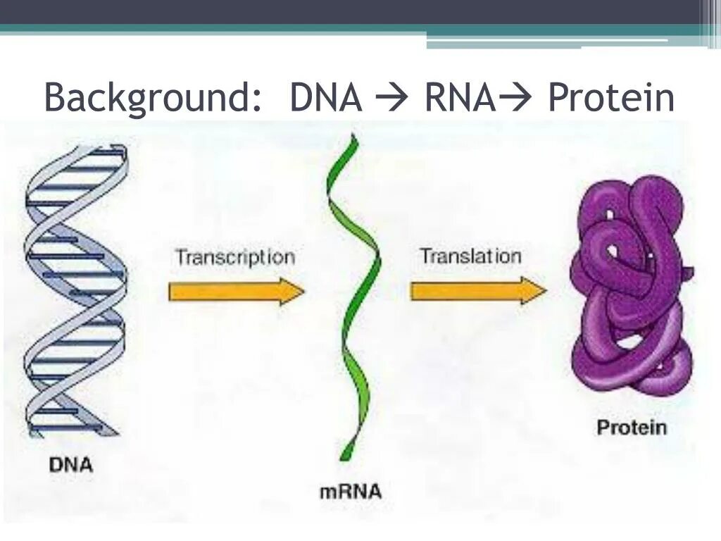 ДНК схематичное изображение. Как связаны ДНК И белок. Central Dogma of Molecular Biology. Данные молекулярной биологии.