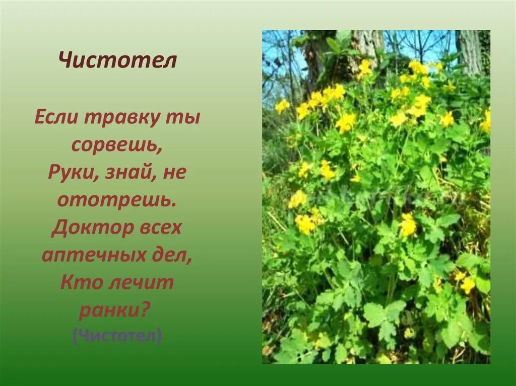 Лекарственные растение чисто тел. Лесной чистотел весенний. Чистотел луговой. Трава чистотел лечебные. Чистотел растет.