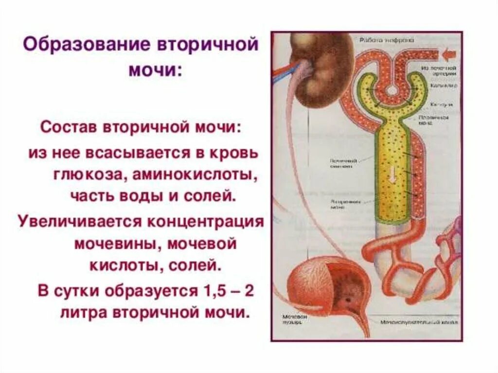 Вторичная моча образуется в мочеточнике. Образование первичной мочи и вторичной мочи таблица. Первичная и вторичная моча. Первичная моча образование. Образование вторичной мочи.