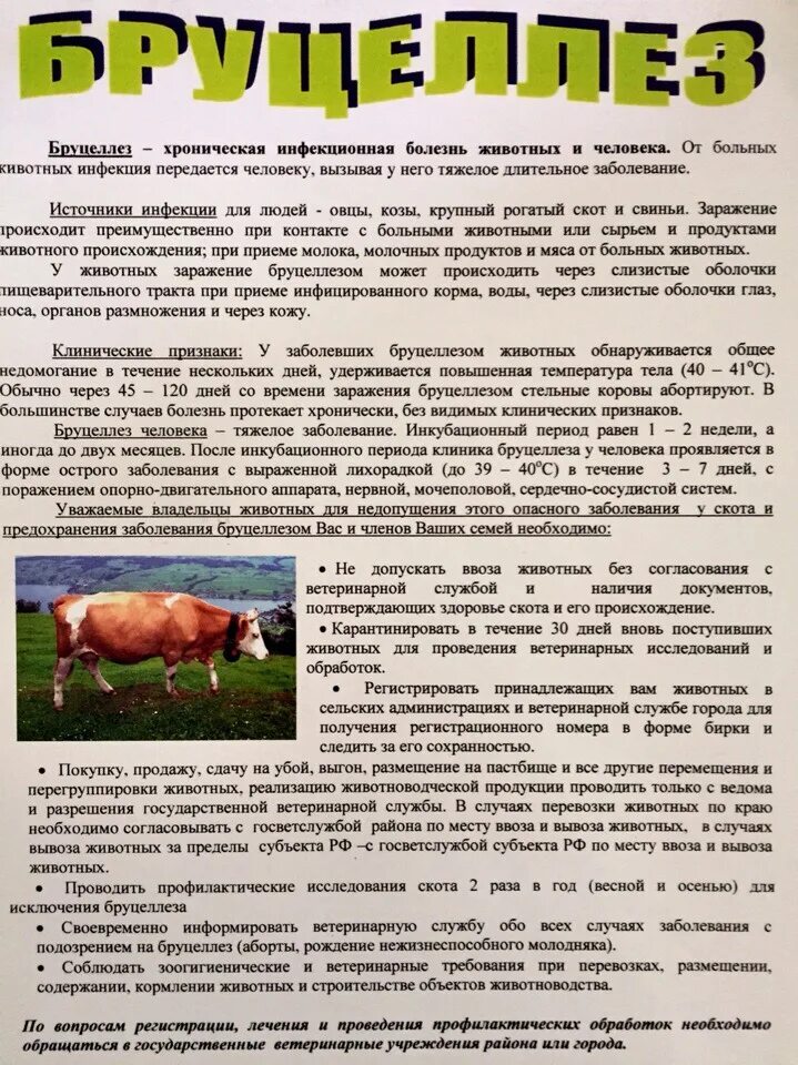 Бруцеллез у собак симптомы. Памятка по бруцеллезу крс. бруцеллез животных памятка для населения. памятки по бруцеллезу животных.