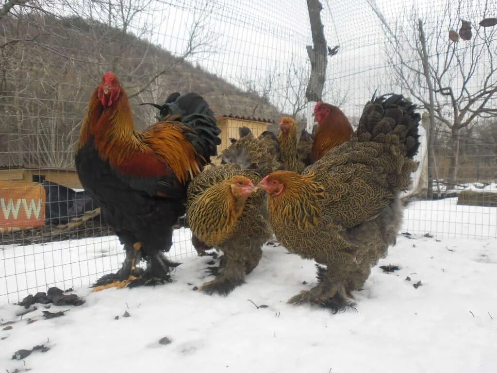 Курица с мохнатыми лапами
