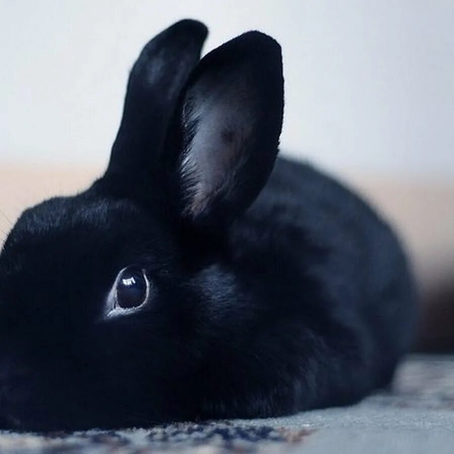 Черный кролик на английском. Черный гладкошерстный кролик. Обитатели холмов черный кролик Инле. Милый черный кролик. Год кролика 2023.