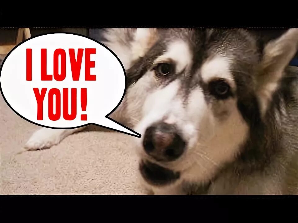 Talk your pets. Do animal talk to you.