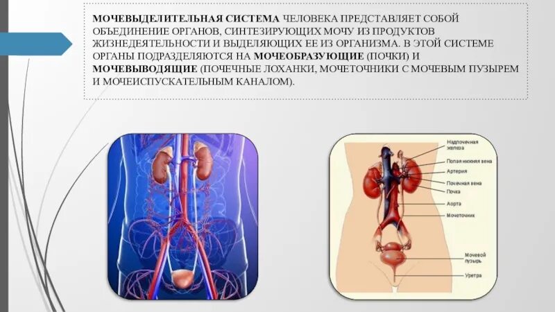 Системы органов человека мочевыделительная система. Мочевыделительная система состоит из почек. Мочевыделительная система строение органов. Функции почек в мочевыделительной системе. Установите правильную последовательность прохождения воды в выделительной