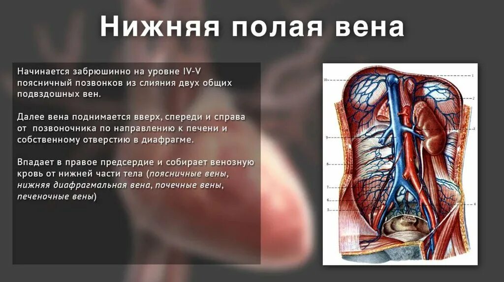 Вена проходящая через диафрагму. Вена проходящая через диафрагму. Диафрагмальный нерв анатомия иннервация. Центральное сухожилие диафрагмы. Нижняя полая вена образуется на уровне поясничного позвонка.