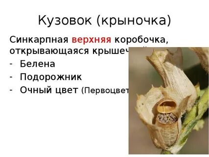 Описание плода коробочка