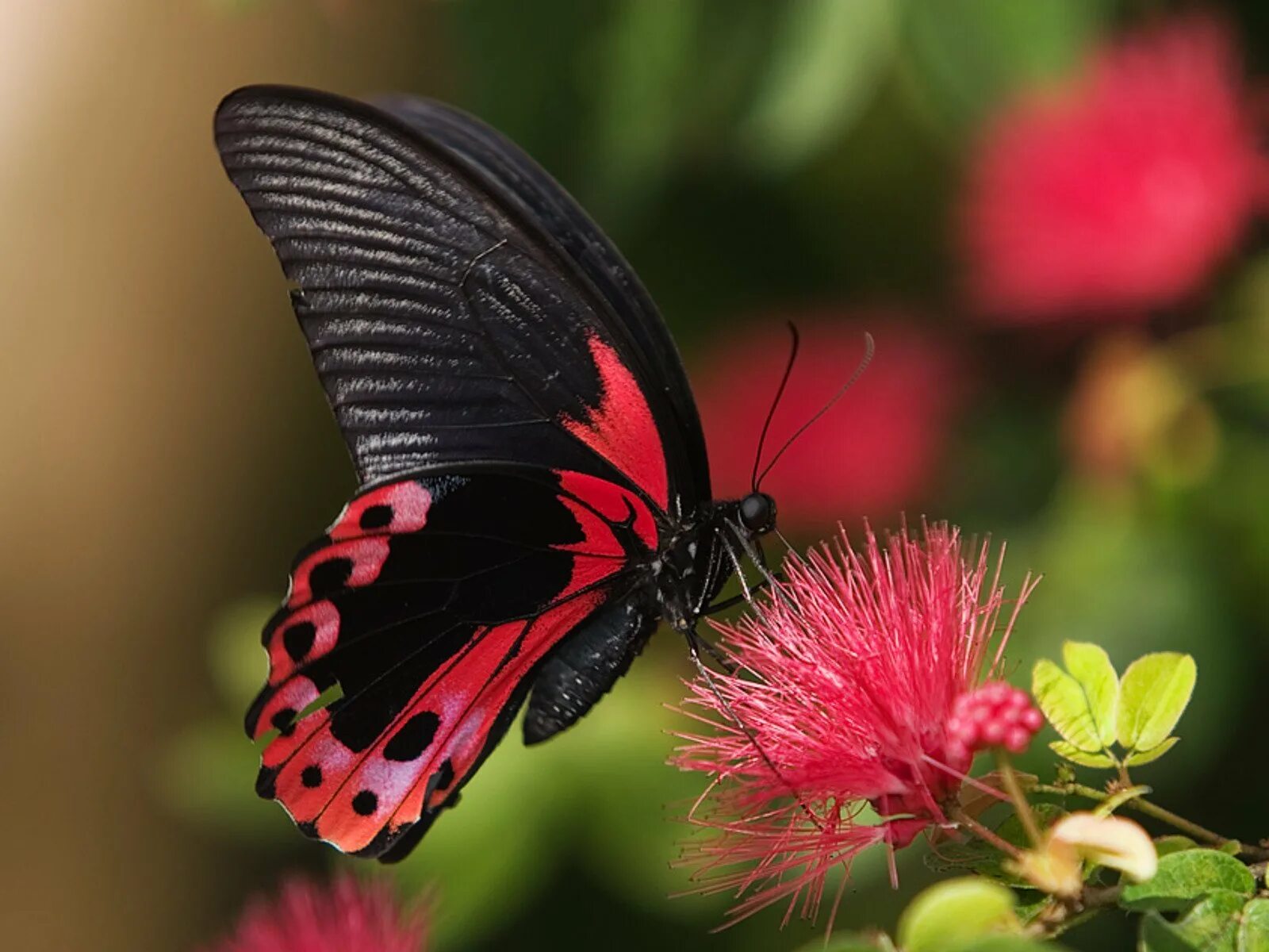 Бабочки вб. Черный Кардинал бабочка. Papilio Rumanzovia. Олимпиус Инферно бабочка. Красивые бабочки.