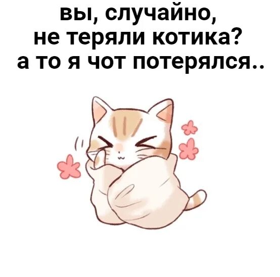 Кот ранд. Случайный котик. рандомные коты. никто с котиком. ты случайно не котик.