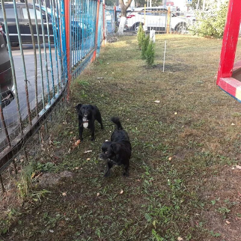 собака на улице. ветеринарная клиника талнах. ленточки для щенков. длинношерстные чихуахуа фото купить щенка в челябинске на авито. потеряшки брянская область.