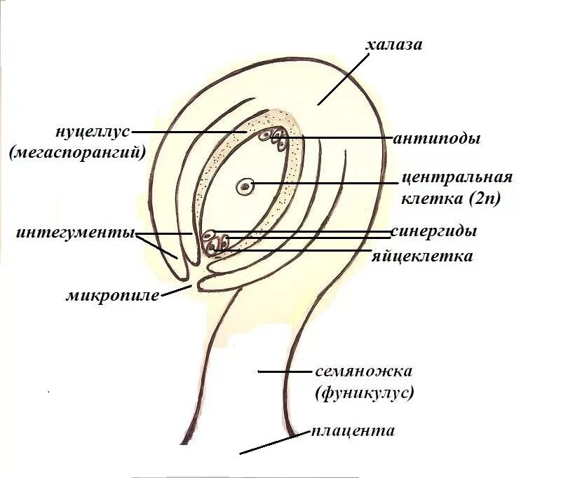 Каковы функции семязачатка. Схема строения семязачатка покрытосеменных растений. Схема строения семязачатка. Строение семязачатка цветковых растений. Строение семязачатка цветковых.