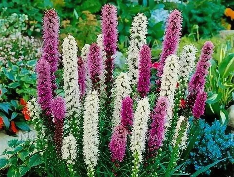 Лиатрис колосковый (Liatris spicata `Alba`). Лиатрис колосковый &#039;Alba&#039;