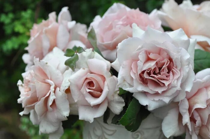 японской селекции. Mon coeur роза. роза габриэль японской селекции. роза сола (sola) японской селекции. роза мияко.