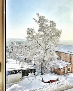Старая береза под окном стройна