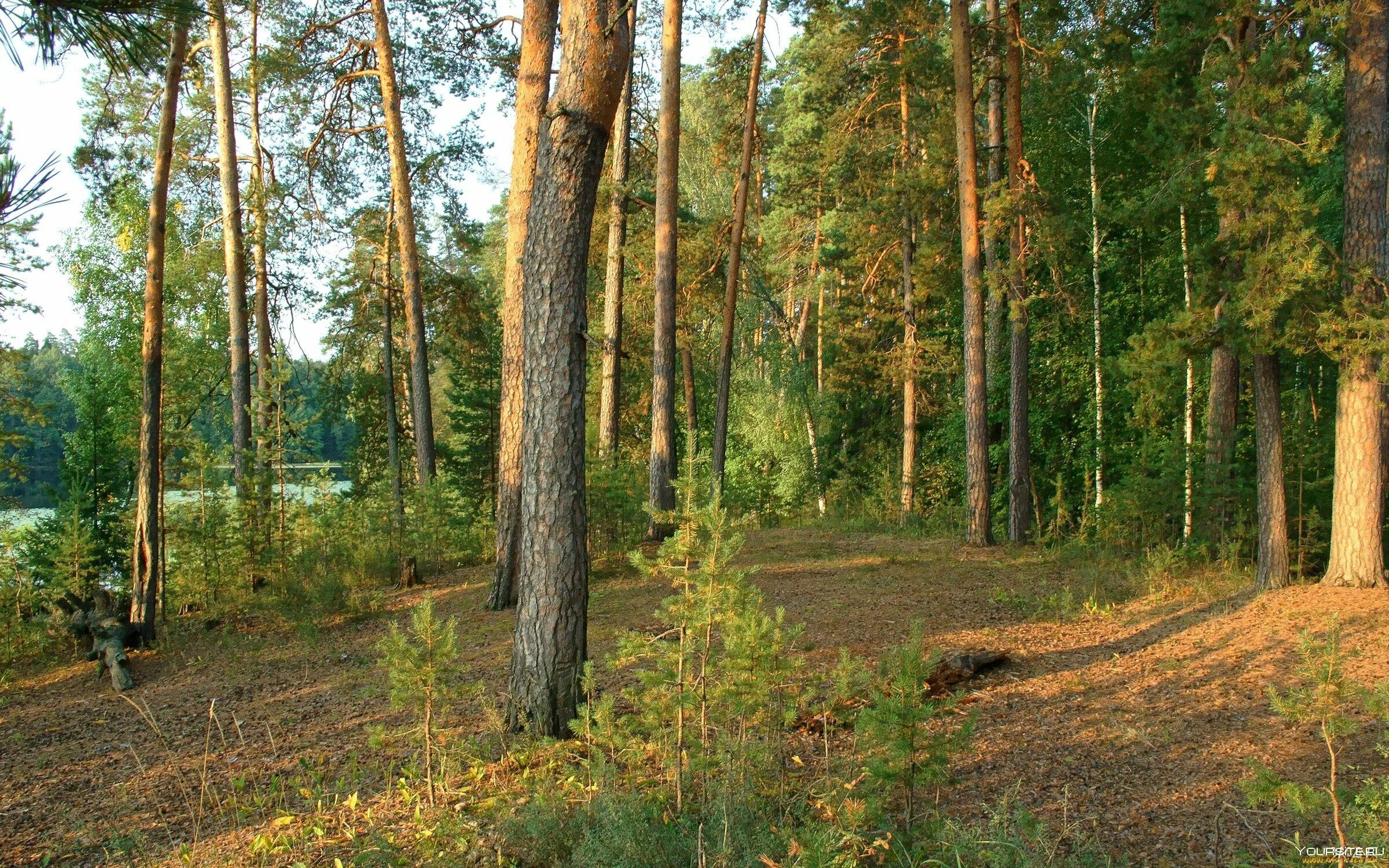 Лес Сосновый Бор Марий Эл. Сосновый Бор Ярославль лес. Переславль-Залесский лес. Сосновый лес в Переславле Залесском.