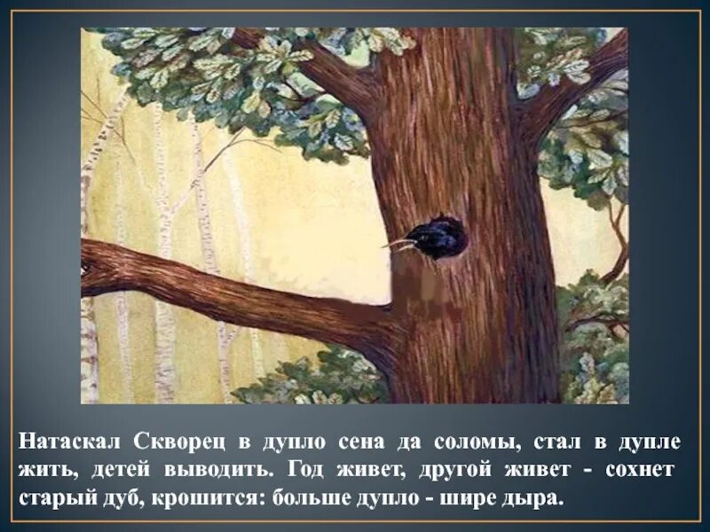 У старой сосны основная мысль. Дуб с дуплом рисунок. В дупле живет. Скворец в дупле. Старый дуб с дуплом рисунок.