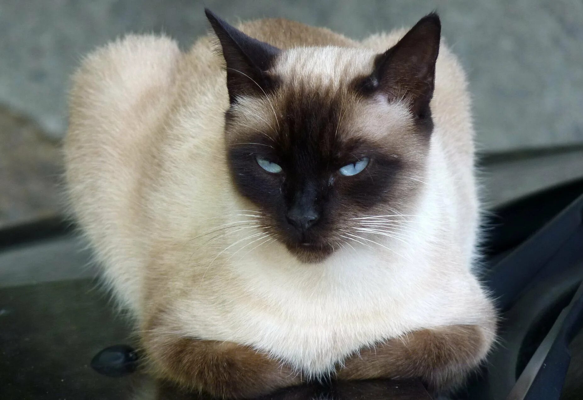 Сиамская кошка длинная шерсть. Балинезийская кошка. Сиамский балинезийский кот. Кот порода балинезийский. Гладкошерстный балинезийский кот.