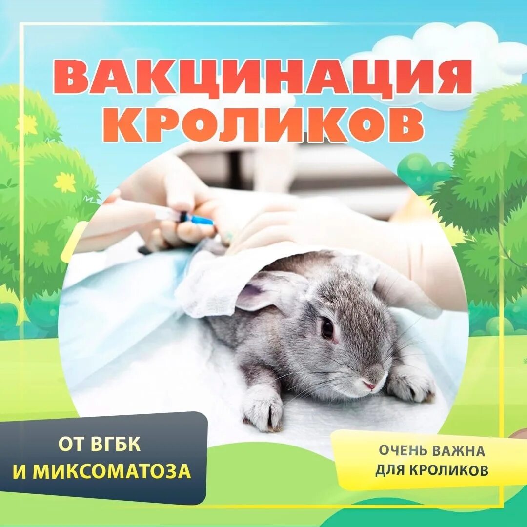 Вакцина кроликам от миксоматоза и вгбк. Вакцинация кроликов. Миксоматоз кроликов вакцинация. Вакцина от ВГБК для кроликов. Прививки для декоративных кроликов.